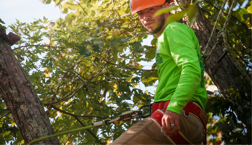 Green Bear Tree Service arborist in orange hard hat climbing maple tree with safety harness NC
