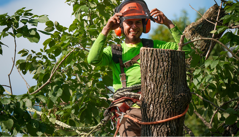 Green Bear Tree Service arborist in climbing harness and Stihl helmet on tree trunk NC