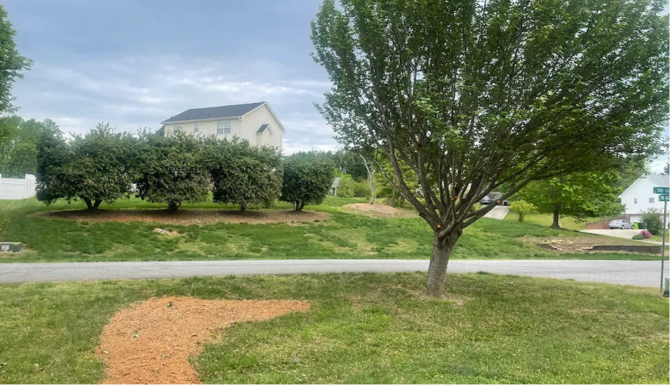 Green Bear Tree Service fresh stump grinding mulch path near crepe myrtle residential lawn NC