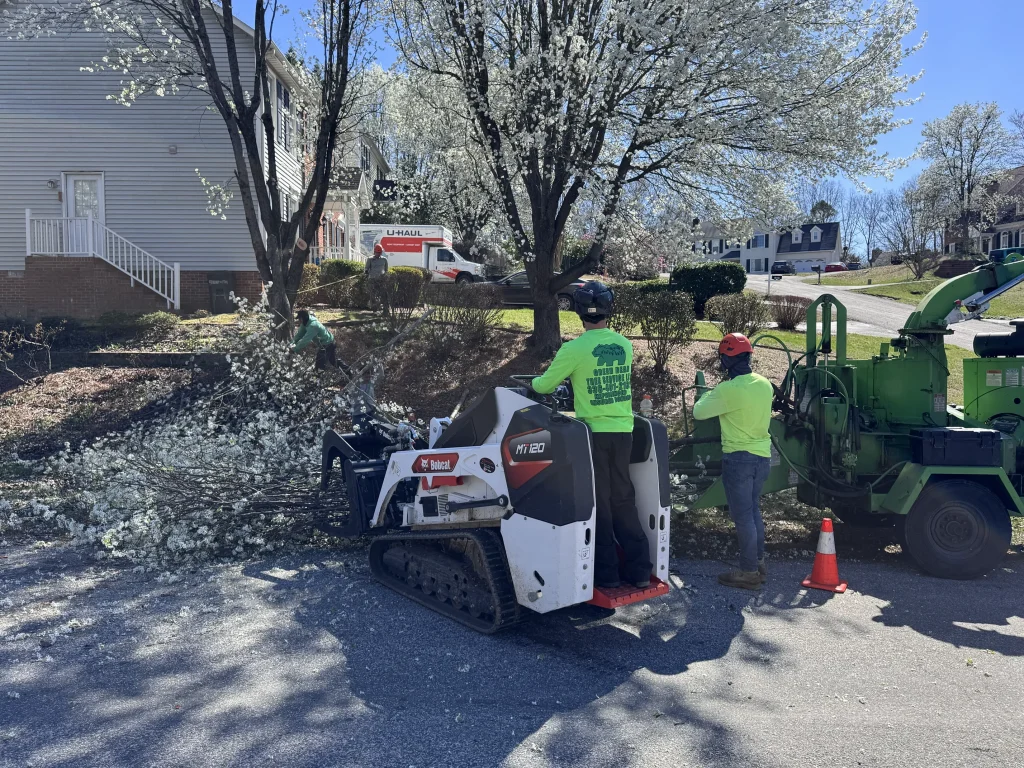 Green Bear Tree Service crew using Bobcat MT120 and wood chipper for flowering tree removal residential NC