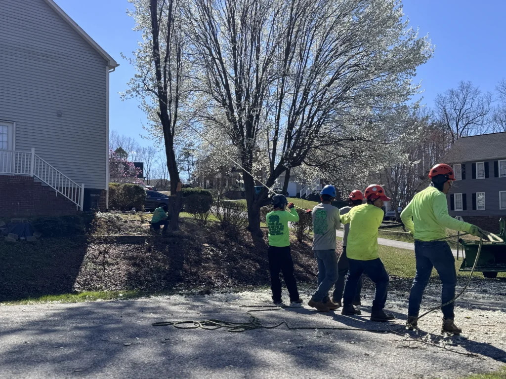 Green Bear Tree Service crew in safety helmets using rope rigging for tree removal residential yard NC