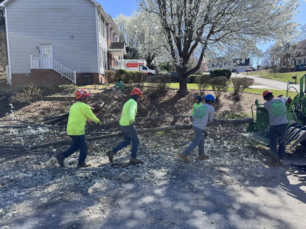 Green Bear Tree Service crew in safety helmets carrying cut branches to wood chipper at residential property NC